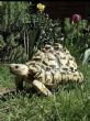 Leopard : Male approx 16 years old (Flash)